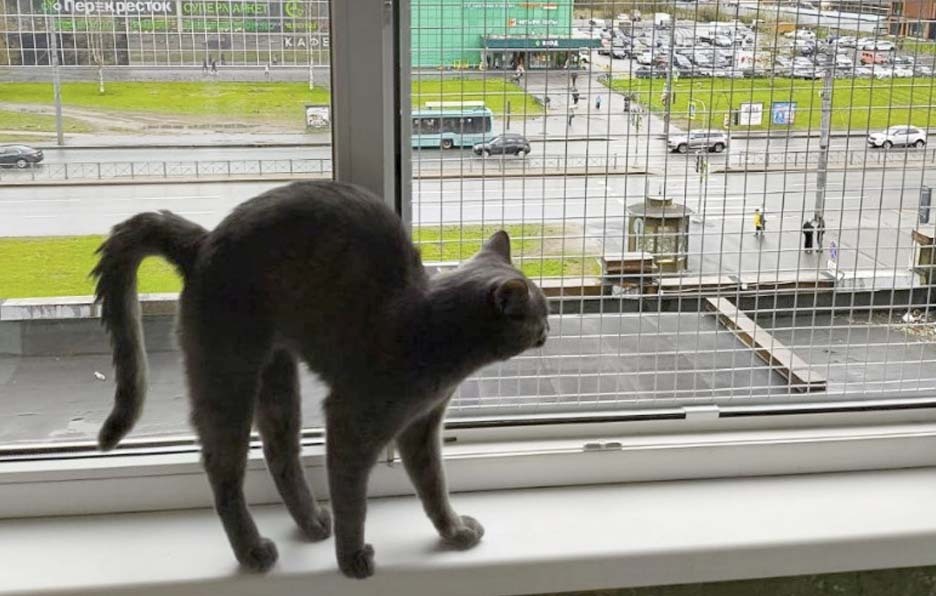 Сетка на окна Антикошка