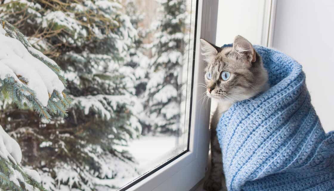 Кот мерзнет на окне
