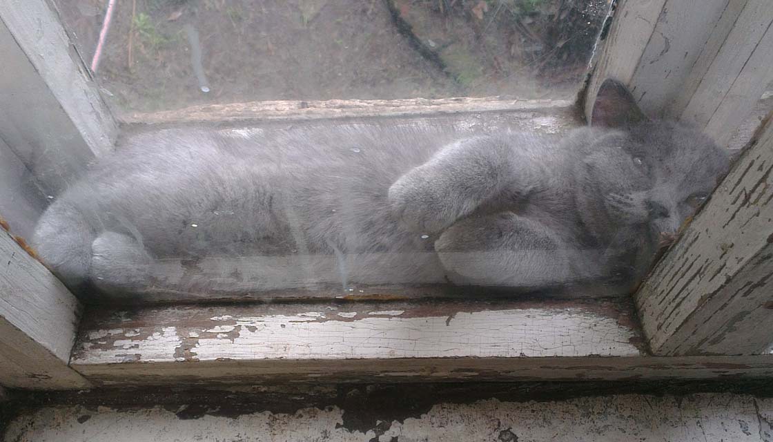 Кот в окне, между рам