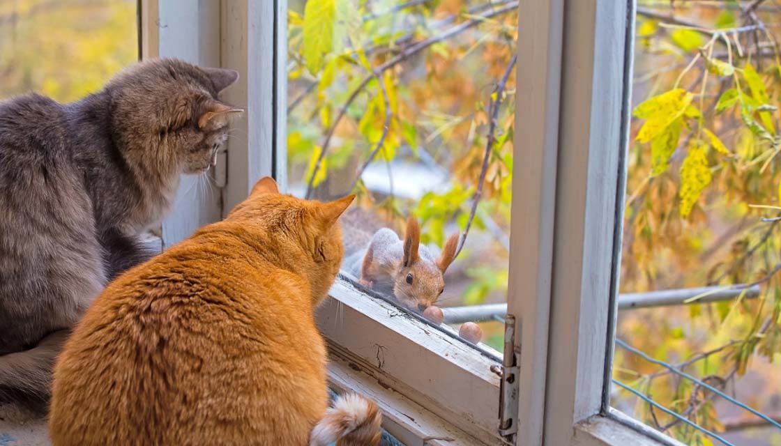 Коты на окне, белка