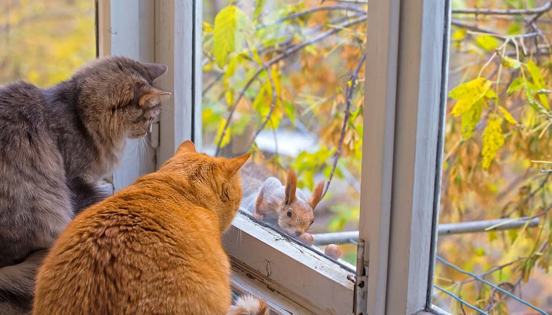Коты на окне и белка