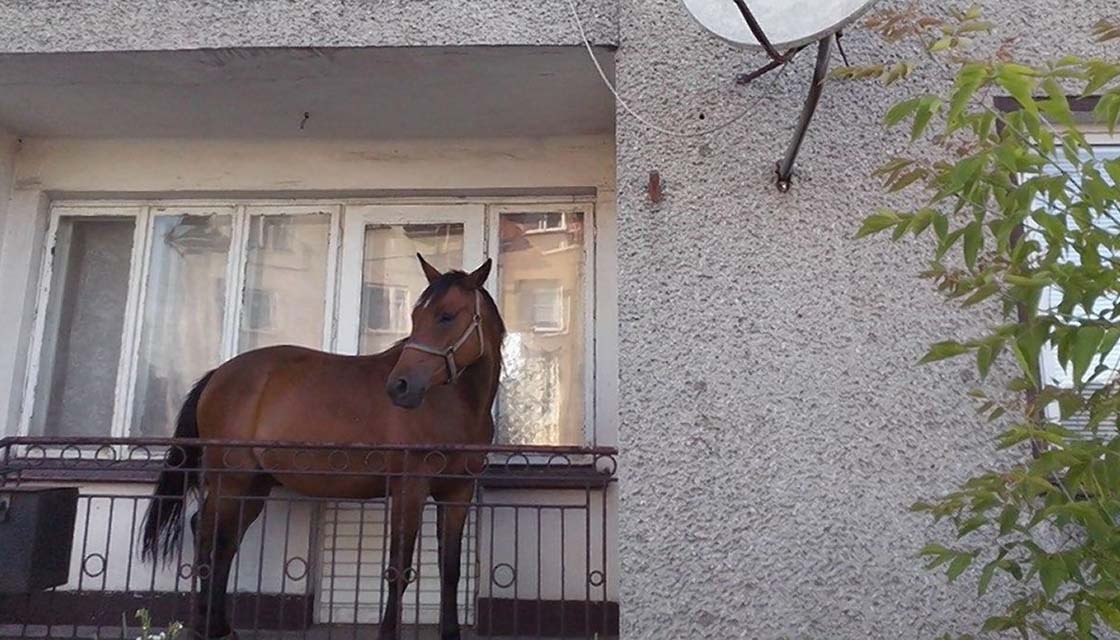 Лошадь на балконе