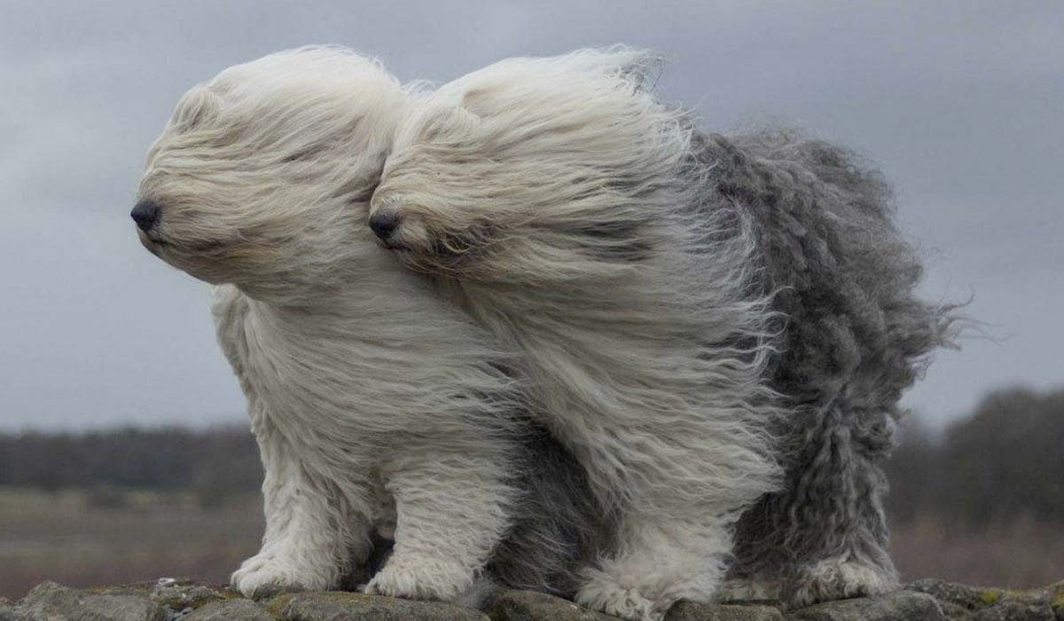 Дует ветер, собаки