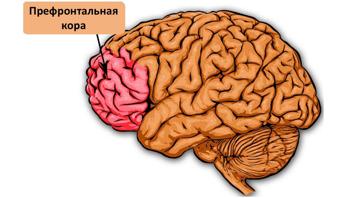 Префронтальная кора головного мозга