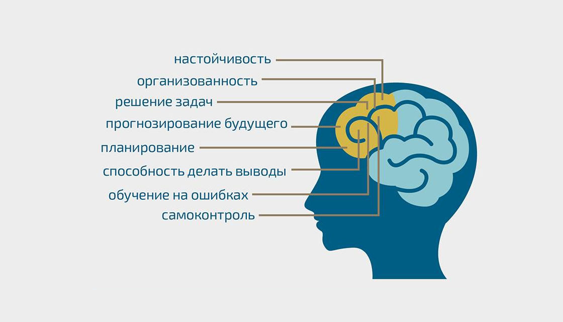 Префронтальная кора