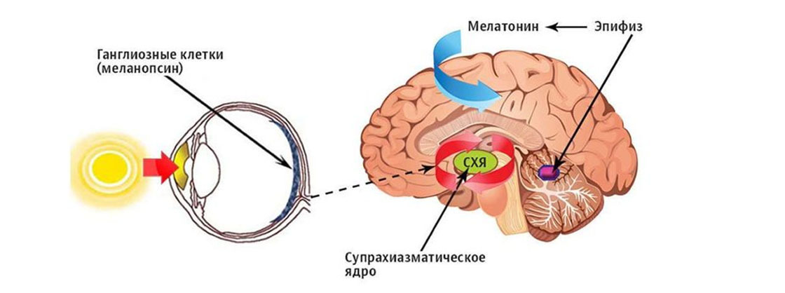 Супрахиазматическое ядро